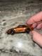Hot Wheels NFTGarage Porsche 911 GT3 RS NFTH Series 5 Factory Custom wheels